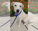 Small #2 Labrador Retriever Mix