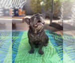 Small #3 French Bulldog
