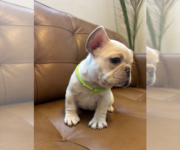 Medium Photo #2 French Bulldog Puppy For Sale in ENGLEWOOD, CO, USA