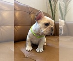 Small #1 French Bulldog