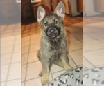 Small Photo #4 German Shepherd Dog Puppy For Sale in HARRIETTA, MI, USA