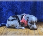 Small Photo #5 Australian Shepherd Puppy For Sale in BOWLING GREEN, KY, USA