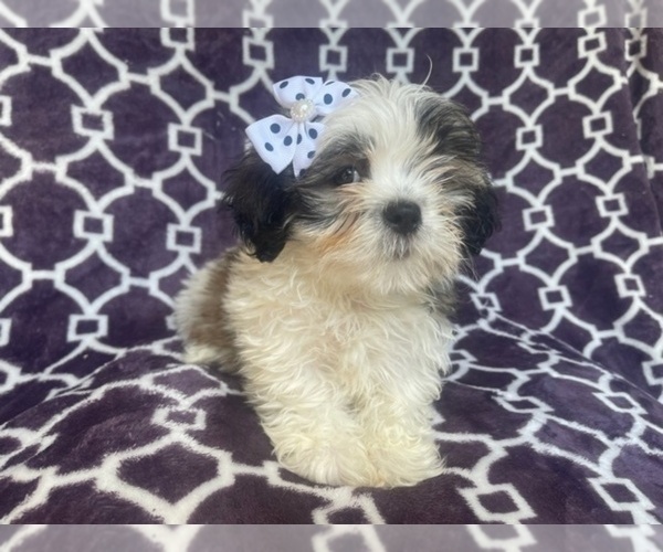 Medium Photo #15 Zuchon Puppy For Sale in LAKELAND, FL, USA