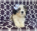 Small Photo #15 Zuchon Puppy For Sale in LAKELAND, FL, USA