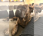 Small #1 Mutt