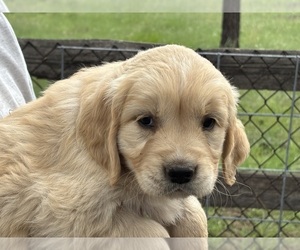 Golden Retriever Puppy for sale in SCOTTSDALE, AZ, USA