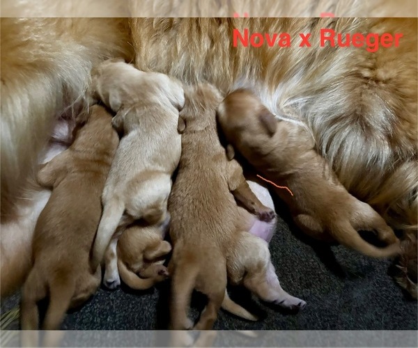 Medium Photo #16 Golden Retriever Puppy For Sale in WEST MIDDLESEX, PA, USA