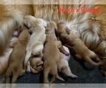 Small #15 Golden Retriever