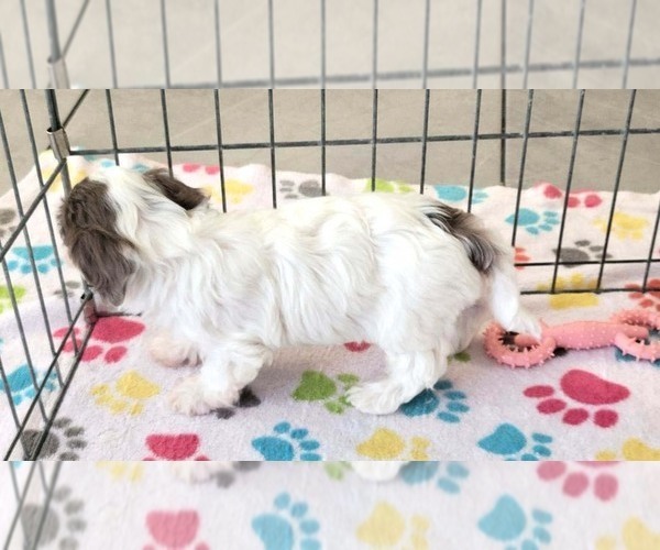 Medium Photo #5 Poovanese Puppy For Sale in ORO VALLEY, AZ, USA