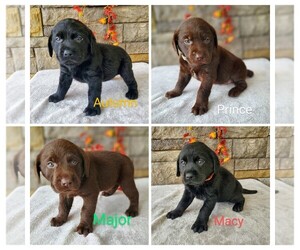 Labrador Retriever Litter for sale in CATO, NY, USA