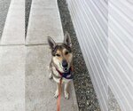 Small Photo #7 Alaskan Malamute-German Shepherd Dog Mix Puppy For Sale in Bridgewater, NJ, USA