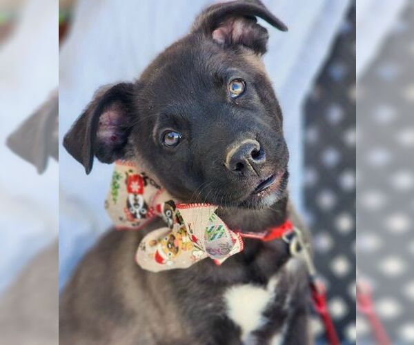 Medium Photo #3 Labrador Retriever-Unknown Mix Puppy For Sale in Tustin, CA, USA