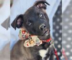 Small #2 Labrador Retriever Mix