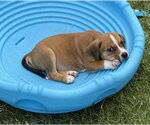 Small #3 Beagle Mix