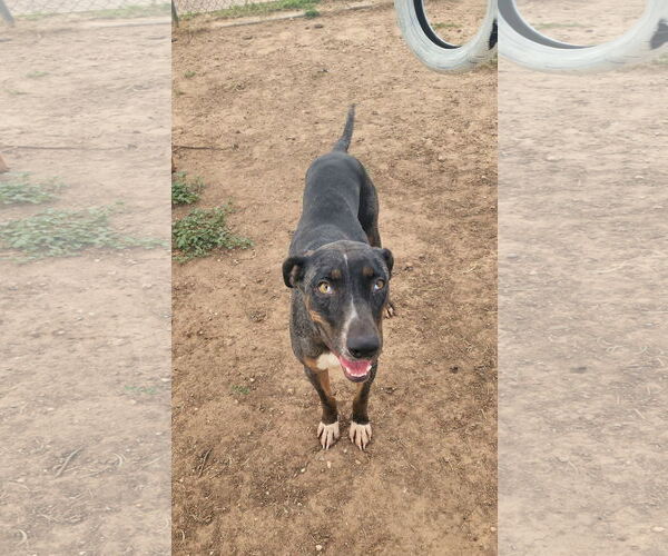 Medium Photo #1 Catahoula Leopard Dog-Unknown Mix Puppy For Sale in Coralville, IA, USA