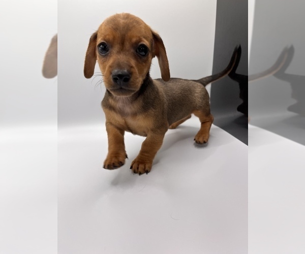 Medium Photo #4 Dachshund Puppy For Sale in SAINT AUGUSTINE, FL, USA