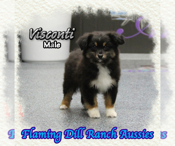 Medium Photo #1 Miniature Australian Shepherd Puppy For Sale in FORESTBURG, TX, USA