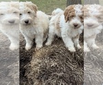 Small Photo #27 Aussie-Poo-Goldendoodle Mix Puppy For Sale in COMMERCE, MI, USA