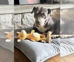Small #18 American Staffordshire Terrier Mix