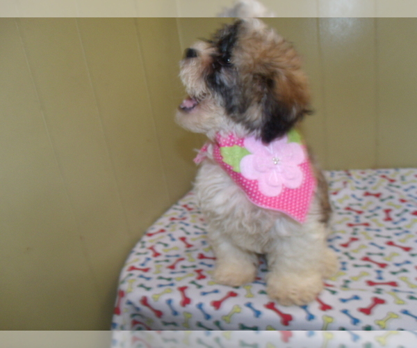 Medium Photo #3 Shih Tzu Puppy For Sale in PATERSON, NJ, USA