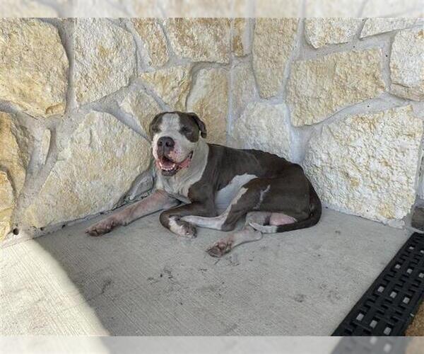 Medium Photo #1 American Pit Bull Terrier Puppy For Sale in Houston, TX, USA