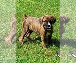 Puppy Puppy 4 Boxer
