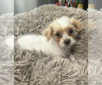 Small Poodle (Miniature) Mix