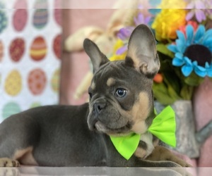 French Bulldog Puppy for sale in RIDGEWOOD, NJ, USA