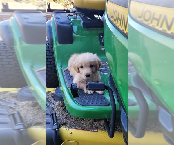Medium Photo #4 Golden Retriever Puppy For Sale in BLACK FOREST, CO, USA