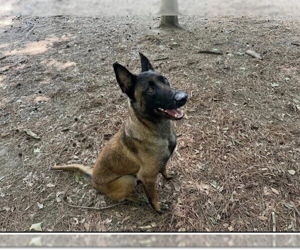 Medium Photo #1 Mutt Puppy For Sale in Imlay City, MI, USA