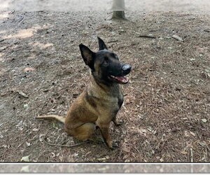 Mutt Dogs for adoption in Imlay City, MI, USA
