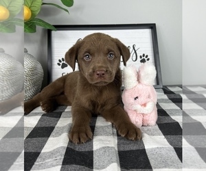 Labrador Retriever Puppy for sale in FRANKLIN, IN, USA