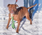 Small #2 American Staffordshire Terrier-Boxer Mix