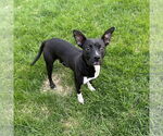 Small #32 American Pit Bull Terrier Mix
