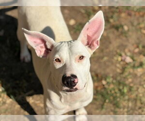 Mutt Dogs for adoption in Tulsa, OK, USA