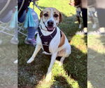 Small #7 American Pit Bull Terrier-Treeing Walker Coonhound Mix