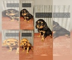 The 250th litte - Male Cavalier King Charles Spaniel Puppy for Sale - Small photo