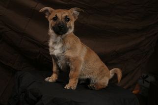 Cairanian Puppy for sale in MYERSTOWN, PA, USA