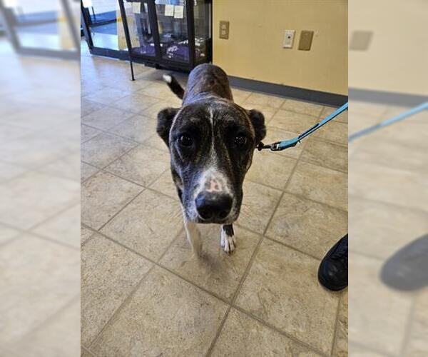 Medium Photo #1 Holland Shepherd-Unknown Mix Puppy For Sale in Norfolk, VA, USA