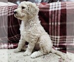Small #2 Goldendoodle