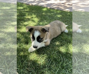 Alaskan Husky-Australian Shepherd Mix Puppy for sale in GLENDALE, AZ, USA