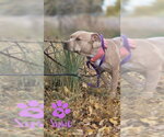 Small #8 American Pit Bull Terrier Mix