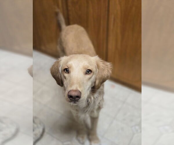 Medium Photo #6 Golden Labrador Puppy For Sale in Minneapolis, MN, USA