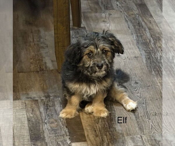 Medium Photo #4 Colonial Cocker Spaniel-Unknown Mix Puppy For Sale in Colorado Springs, CO, USA