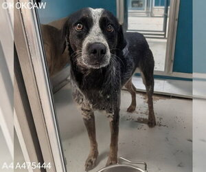 Pointer-Unknown Mix Dogs for adoption in Oklahoma City, OK, USA