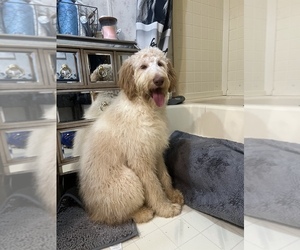 English Setterdoodle Puppy for sale in BREMEN, MN, USA