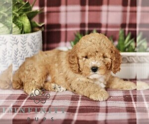 Cavapoo Puppy for sale in PARADISE, PA, USA