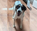 Small Photo #4 Great Pyrenees-Unknown Mix Puppy For Sale in Boston, MA, USA