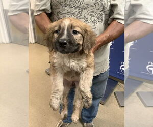Anatolian Shepherd-Great Pyrenees Mix Dogs for adoption in Oak Bluffs, MA, USA