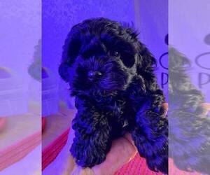 ShihPoo Puppy for sale in TILDEN, IL, USA
